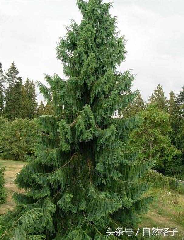 8種植物界的活化石、中國的國寶植物，除了人參外你還認(rèn)識幾個？