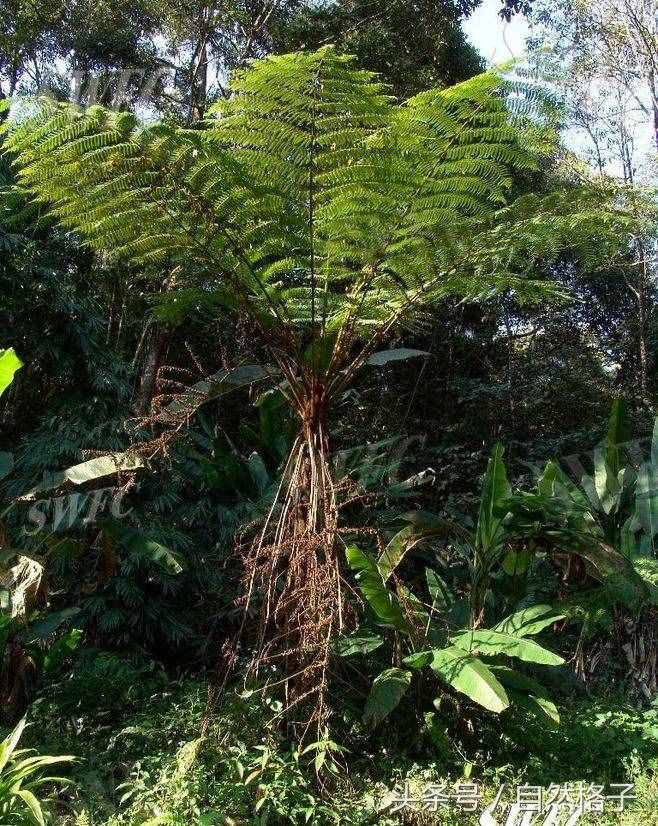 8種植物界的活化石、中國的國寶植物，除了人參外你還認(rèn)識幾個？