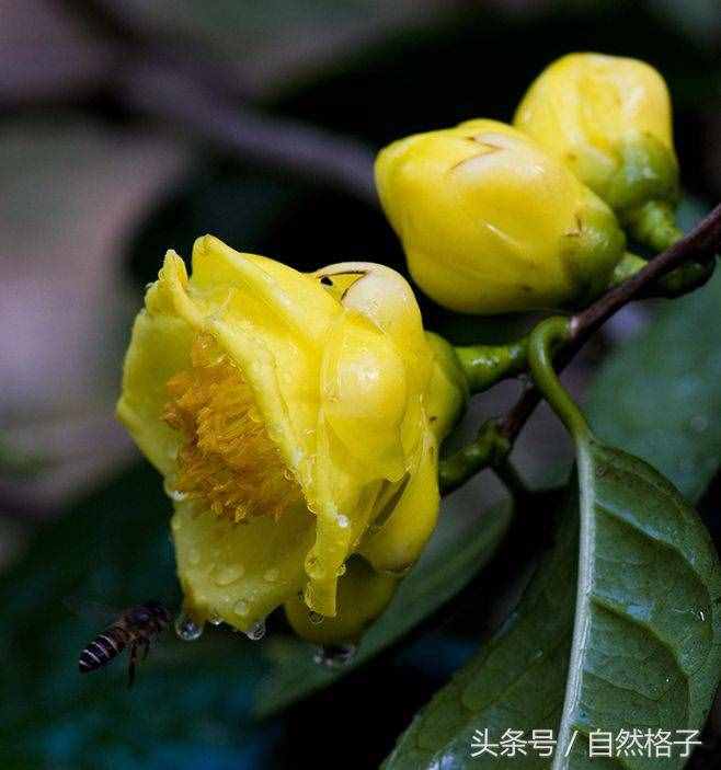 8種植物界的活化石、中國的國寶植物，除了人參外你還認(rèn)識幾個？