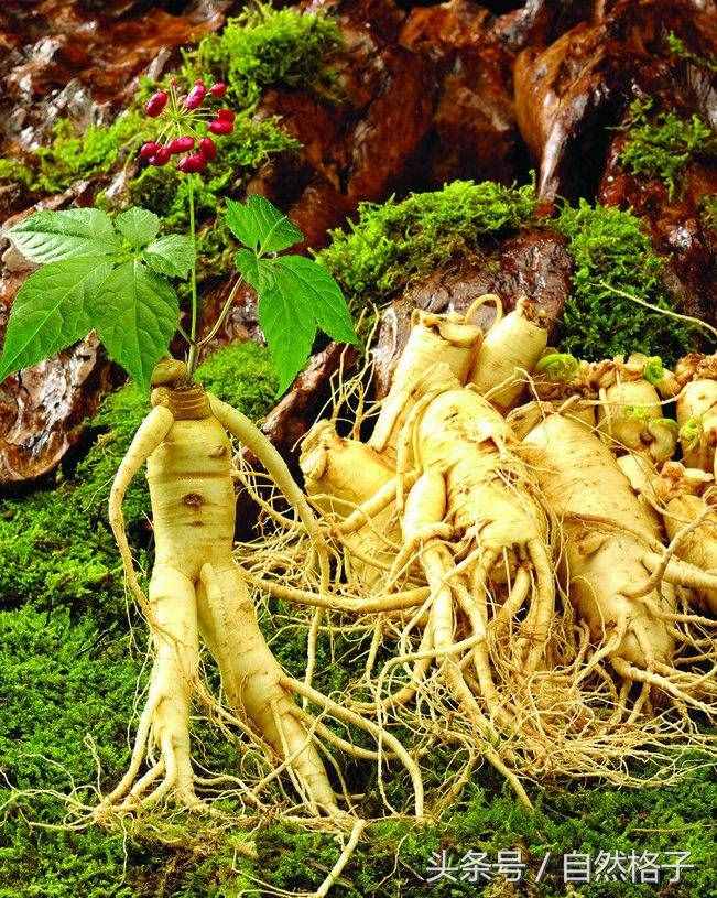 8種植物界的活化石、中國的國寶植物，除了人參外你還認(rèn)識幾個？