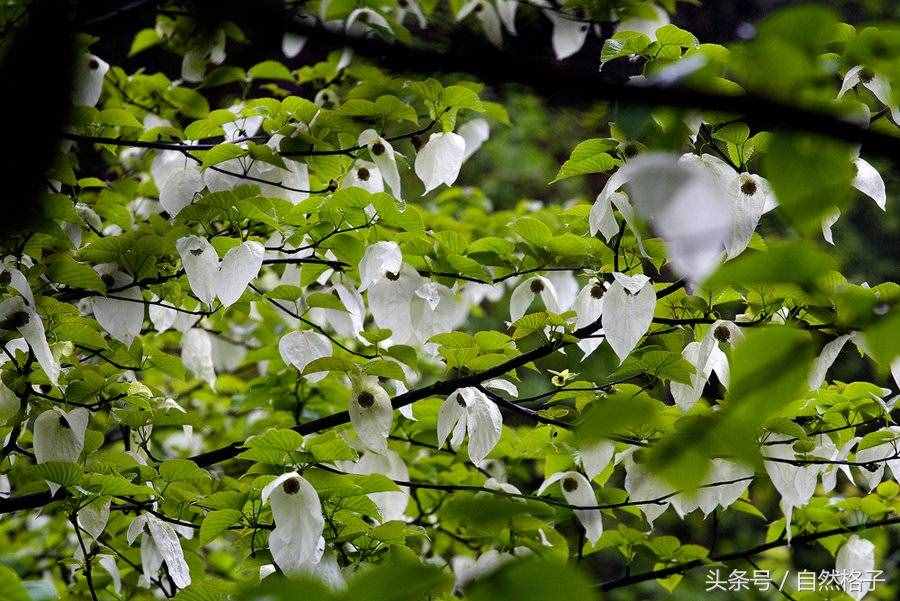 8種植物界的活化石、中國的國寶植物，除了人參外你還認(rèn)識幾個？