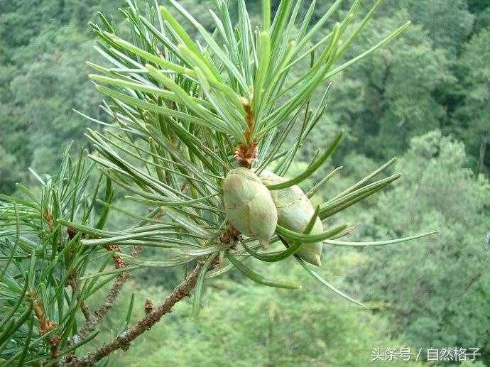 8種植物界的活化石、中國的國寶植物，除了人參外你還認(rèn)識幾個？