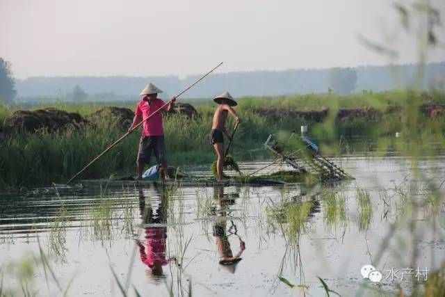 安徽、湖北兩地龍蝦養(yǎng)殖技術精髓、句句都是經(jīng)驗