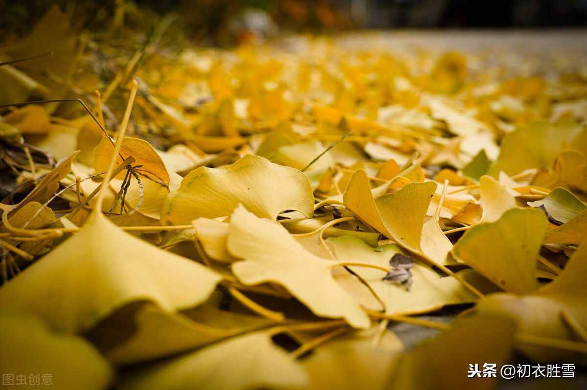最美秋詞：黃葉無風(fēng)自落，彩云不雨空歸，背后有一則凄婉故事