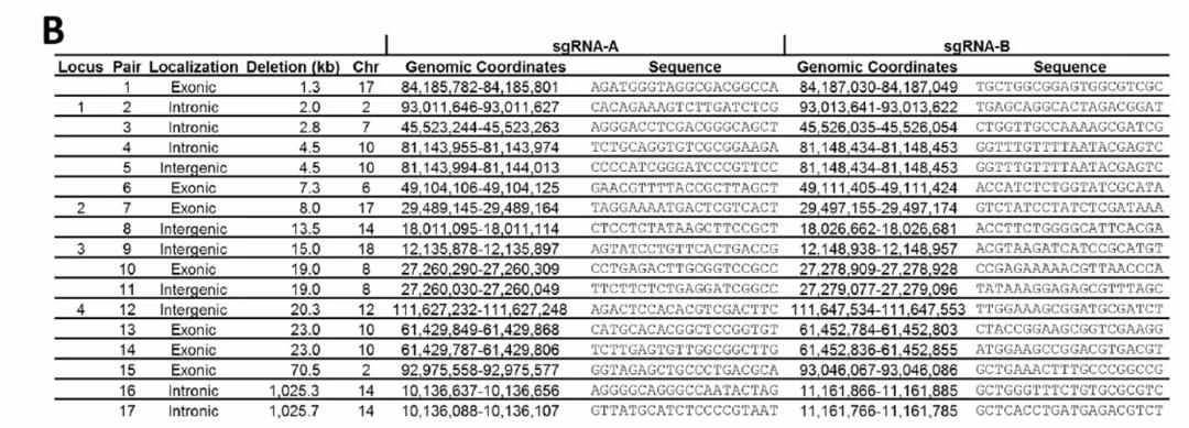 CRISPR/Cas9敲除LncRNA或者外顯子的效率是多少？