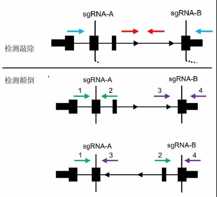 CRISPR/Cas9敲除LncRNA或者外顯子的效率是多少？
