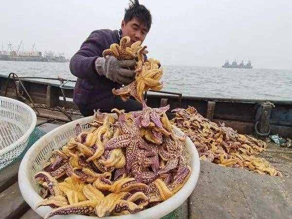 中國吃貨的力量，千萬海星入侵青島，漁民狂撈45萬斤，還不夠吃