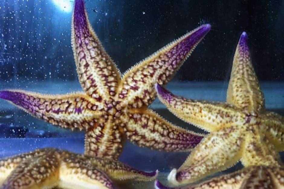 中國吃貨的力量，千萬海星入侵青島，漁民狂撈45萬斤，還不夠吃