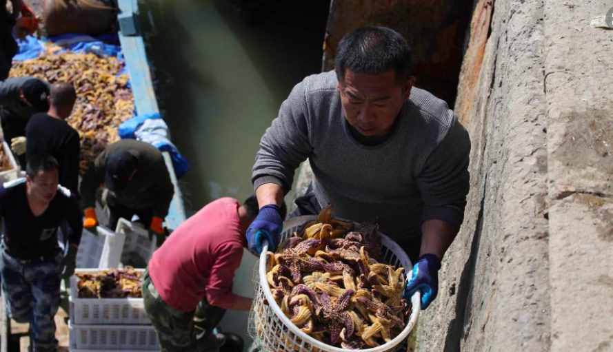 中國吃貨的力量，千萬海星入侵青島，漁民狂撈45萬斤，還不夠吃