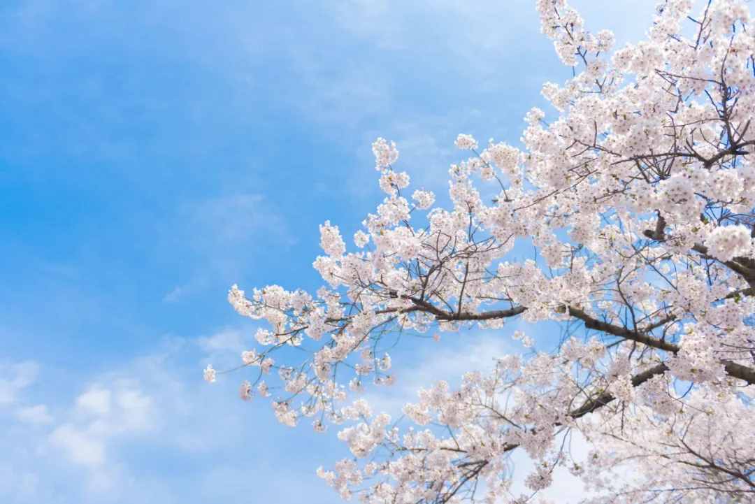 32首春分詩詞，遇見最美春日時(shí)光！