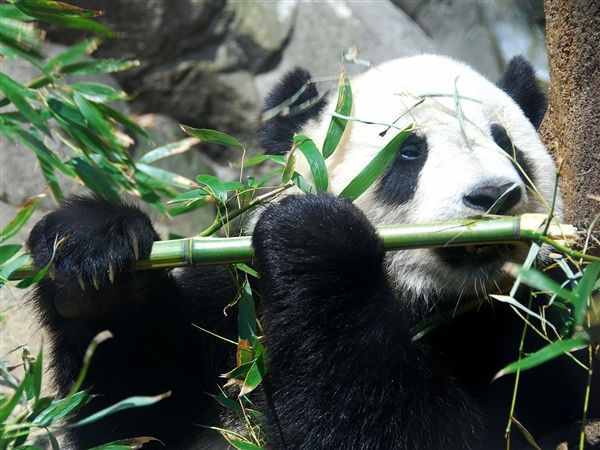 “百萬年之謎”揭開：大熊貓為何愛吃竹子？