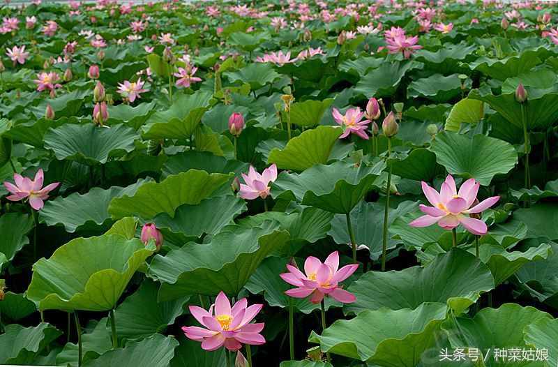 詳細(xì)介紹淺水藕的種植方法，挺簡(jiǎn)單的，你也能學(xué)會(huì)