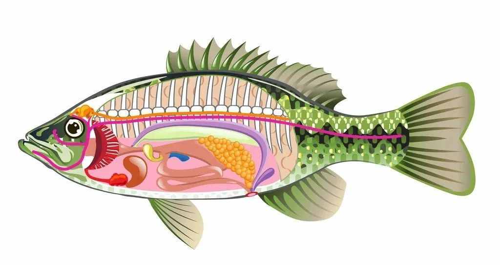 還有人不知道嗎？魚(yú)膽不是治病偏方，它有毒
