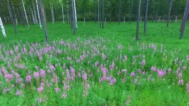 自駕游長(zhǎng)白山就該這么走~讓你一路欣賞延邊別樣的美景