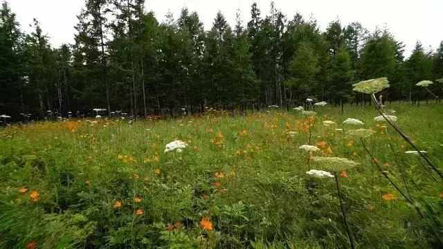 自駕游長(zhǎng)白山就該這么走~讓你一路欣賞延邊別樣的美景