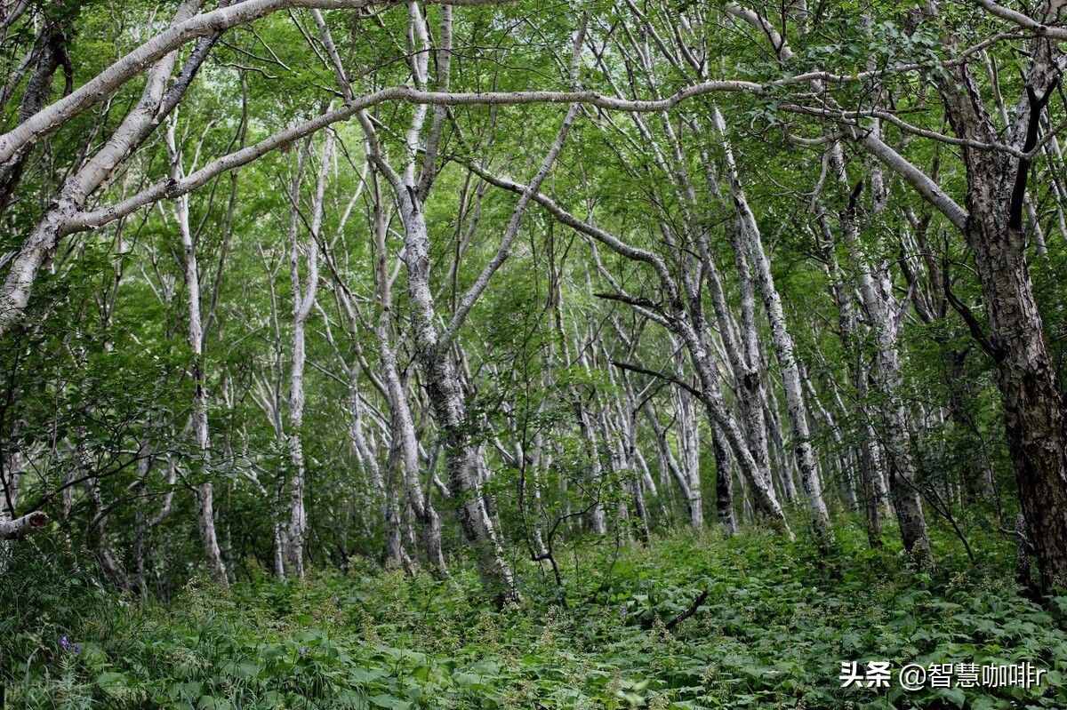 曾經(jīng)被譽(yù)為中國(guó)的百慕大，神秘的黑竹溝，如今成為迷人的旅游景區(qū)