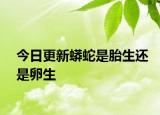 今日更新蟒蛇是胎生還是卵生