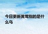 今日更新黃鶯指的是什么鳥