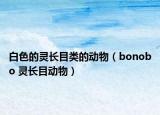 白色的靈長(zhǎng)目類的動(dòng)物（bonobo 靈長(zhǎng)目動(dòng)物）