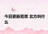 今日更新蕪菁 北方叫什么