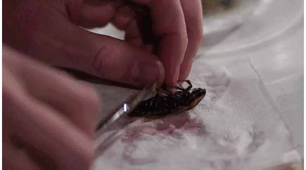 8款蟑螂藥橫評：南方人的殺蟑法寶，到底哪種最有用？