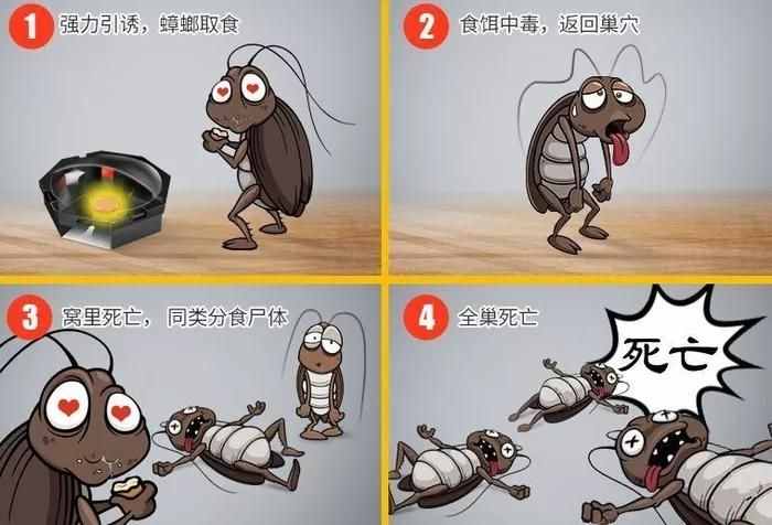 8款蟑螂藥橫評：南方人的殺蟑法寶，到底哪種最有用？