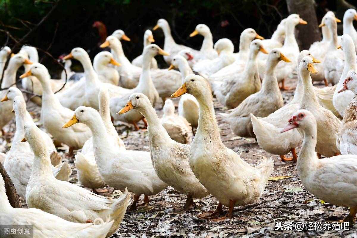 10年養(yǎng)鴨老哥的經(jīng)驗(yàn)之談，如何養(yǎng)好鴨