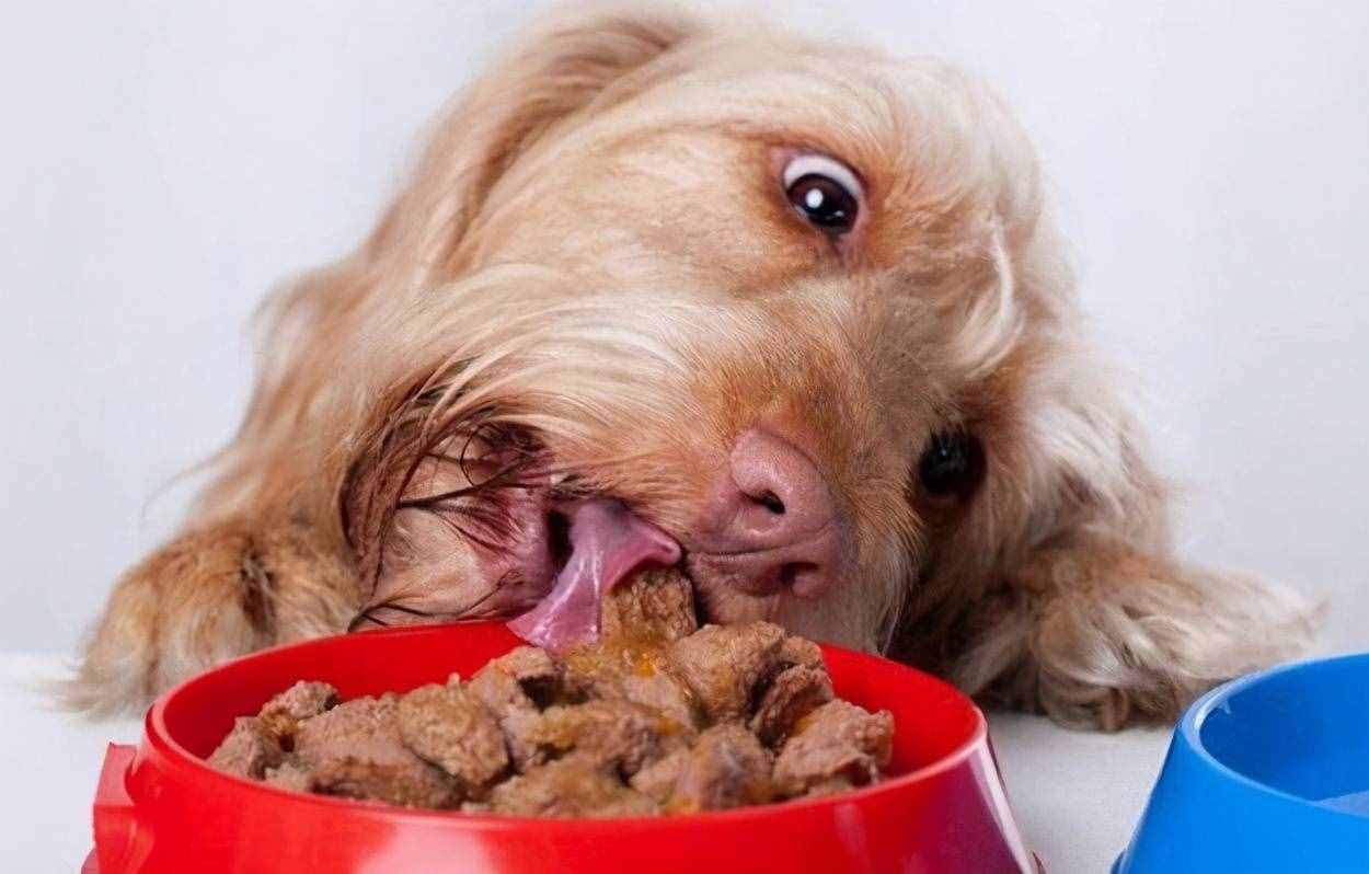 狗狗有這幾個特征，說明在你家過得很“幸?！?class=