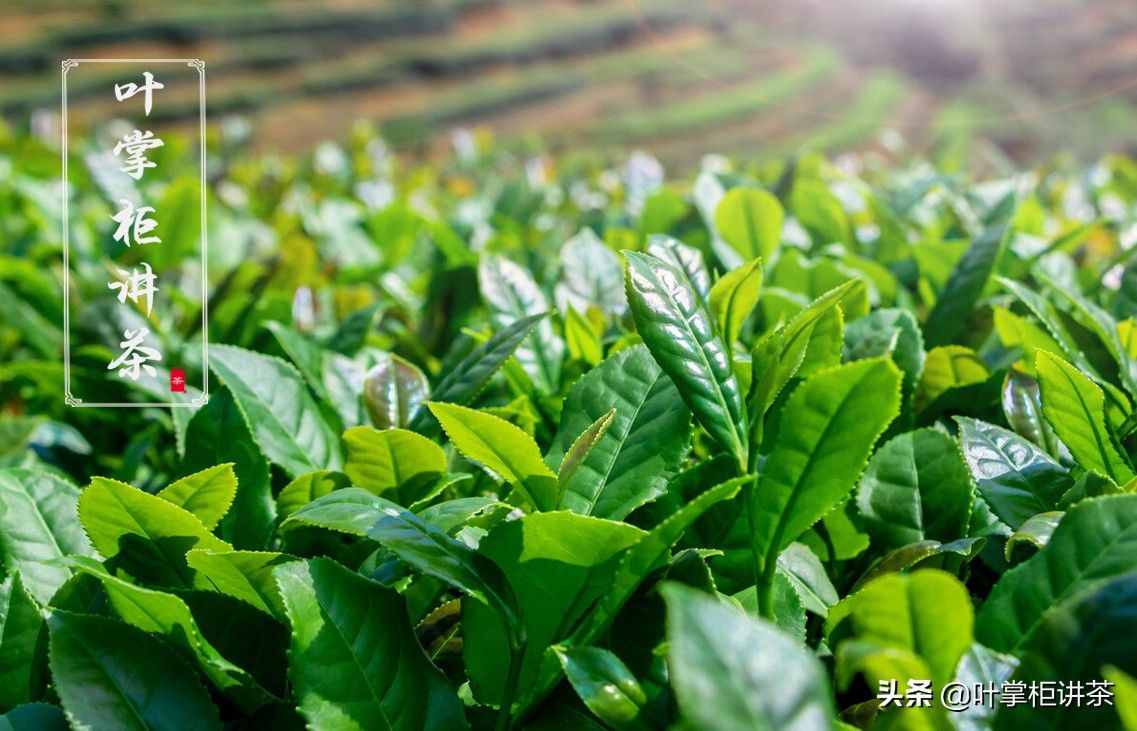 鐵觀音是什么茶？都有哪些特點，有什么獨特的魅力，你知道嗎？