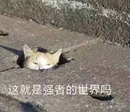 聞了你的腳丫子，貓咪為啥會張嘴？原因竟是...