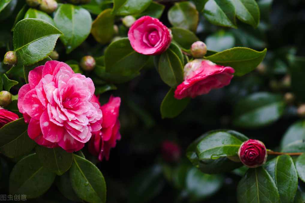 山茶花的養(yǎng)殖方法？