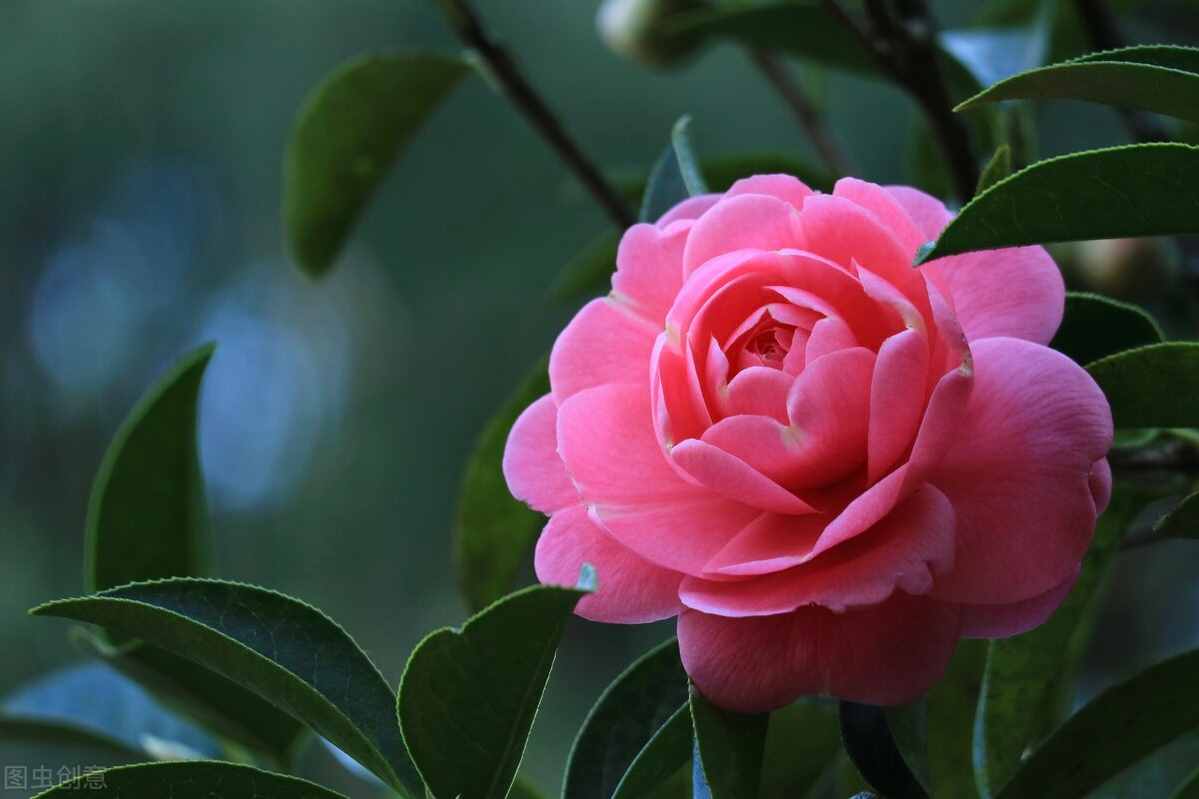 山茶花的養(yǎng)殖方法？