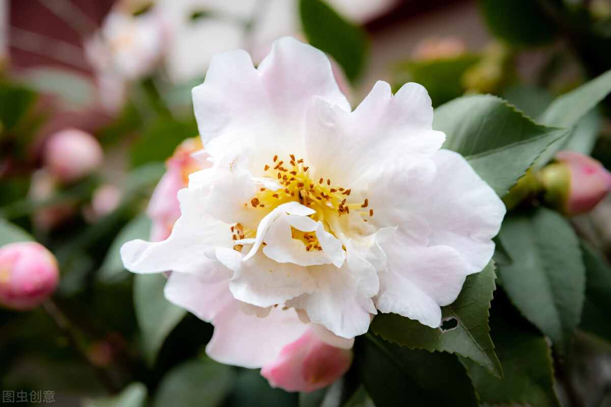 山茶花的養(yǎng)殖方法？