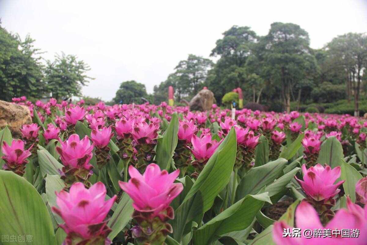 探訪夢(mèng)幻百花洲，大型花卉主題休閑勝地，環(huán)境優(yōu)美