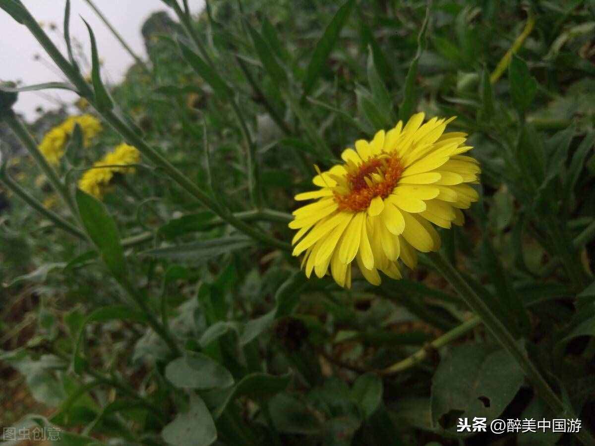 探訪夢(mèng)幻百花洲，大型花卉主題休閑勝地，環(huán)境優(yōu)美