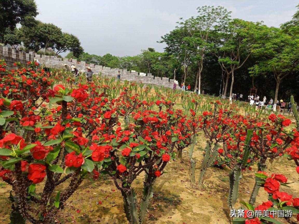 探訪夢(mèng)幻百花洲，大型花卉主題休閑勝地，環(huán)境優(yōu)美