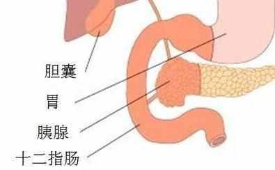 十二指腸炎是什么樣的？有什么樣的表現(xiàn)危害？十二指腸的六大類！