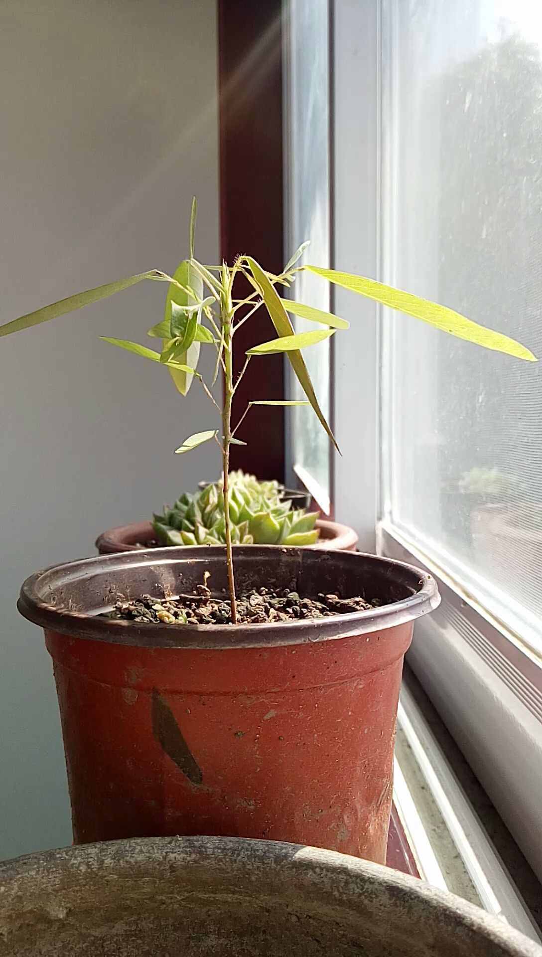 1種花天生臉皮薄，輕輕一碰就害羞，葉子都耷拉了