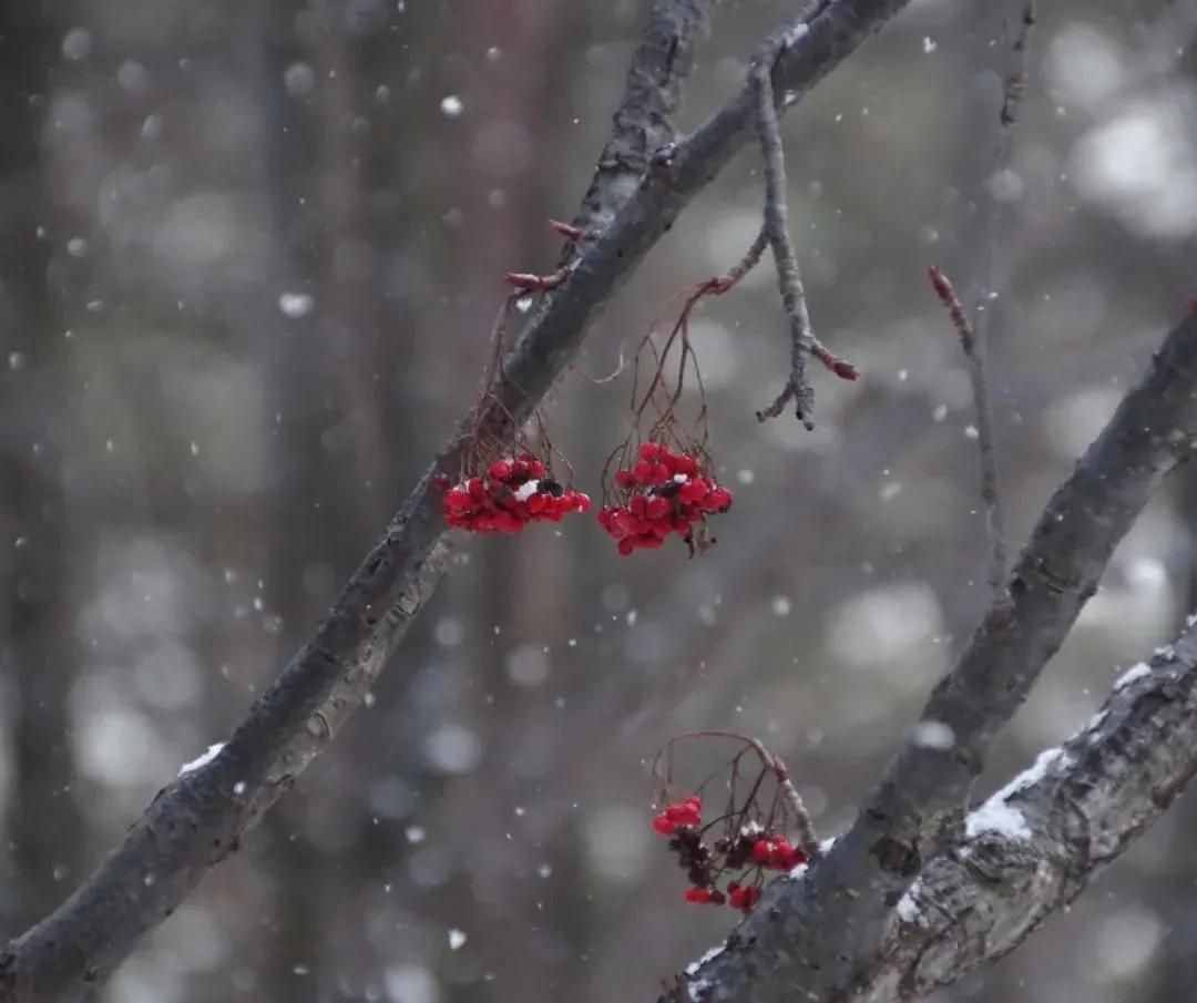 雪景拍攝技巧，教你輕松拍出雪景大片