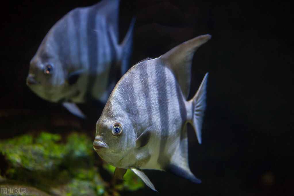 海底生存海地人還是外星人？