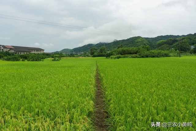 六月飛雪？天氣異常，農(nóng)民：今年夏天熱不熱？