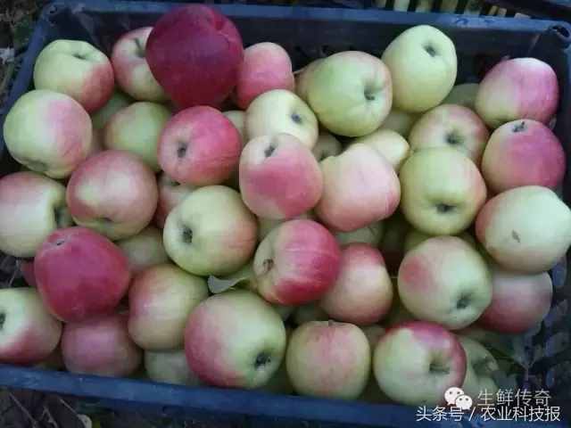 嘎啦行情出現(xiàn)跳水價，國產(chǎn)“嘎啦果”比進口的到底有啥差別？