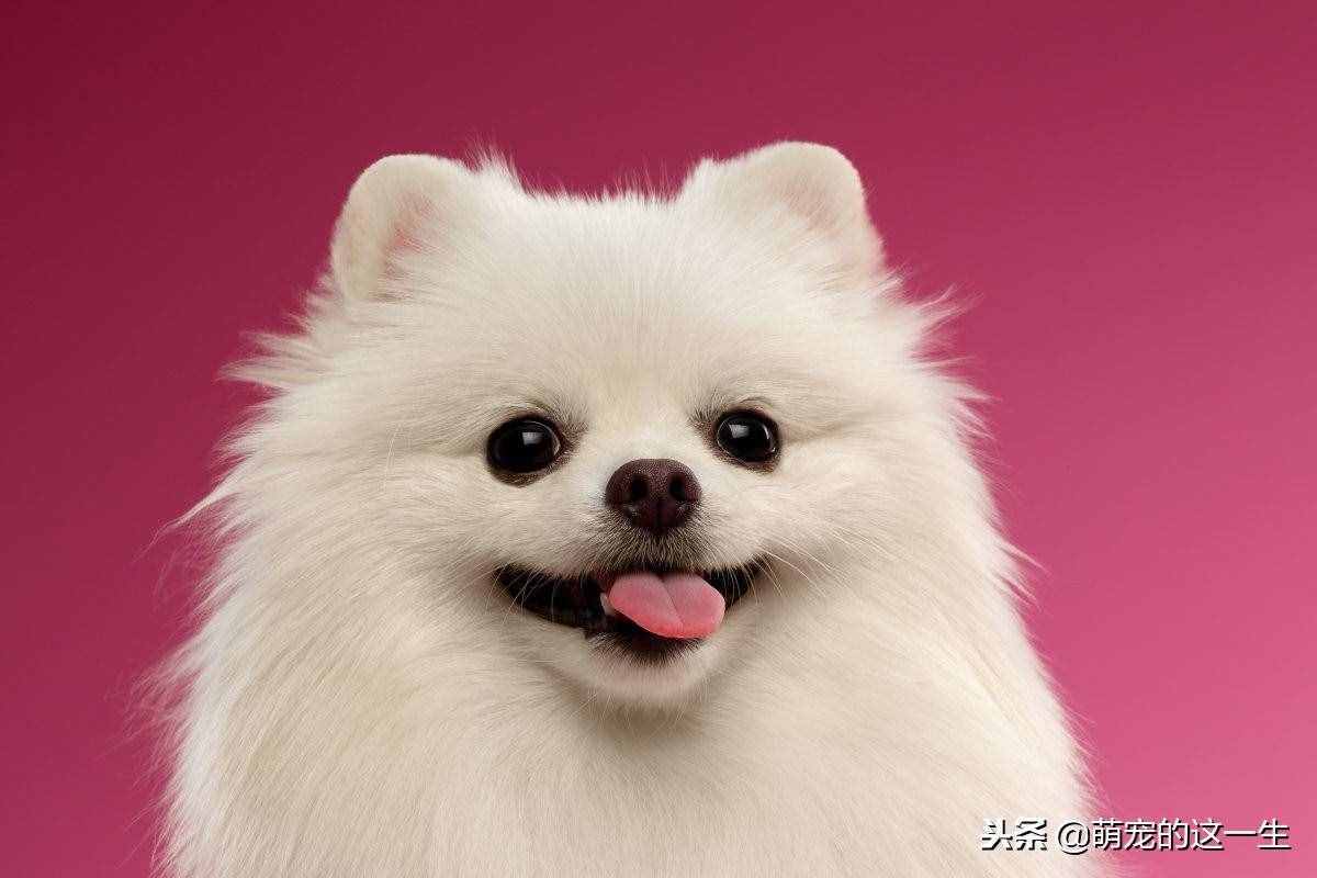 博美這么可愛的狗狗，想養(yǎng)一只？那你知道如何正確的照顧它嗎？