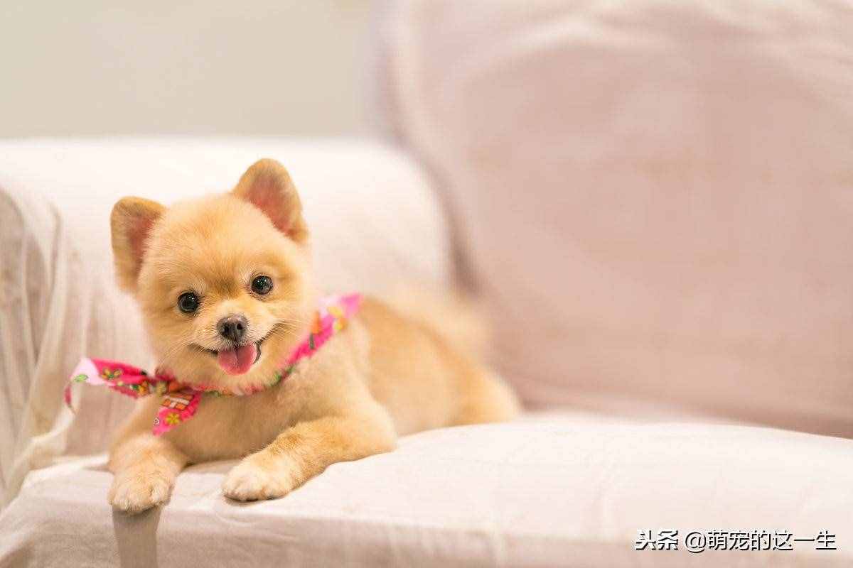 博美這么可愛的狗狗，想養(yǎng)一只？那你知道如何正確的照顧它嗎？