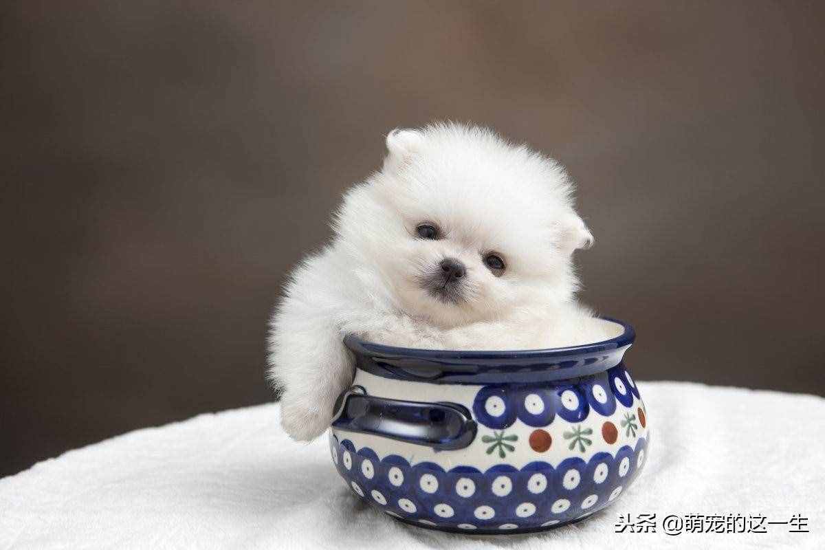 博美這么可愛的狗狗，想養(yǎng)一只？那你知道如何正確的照顧它嗎？