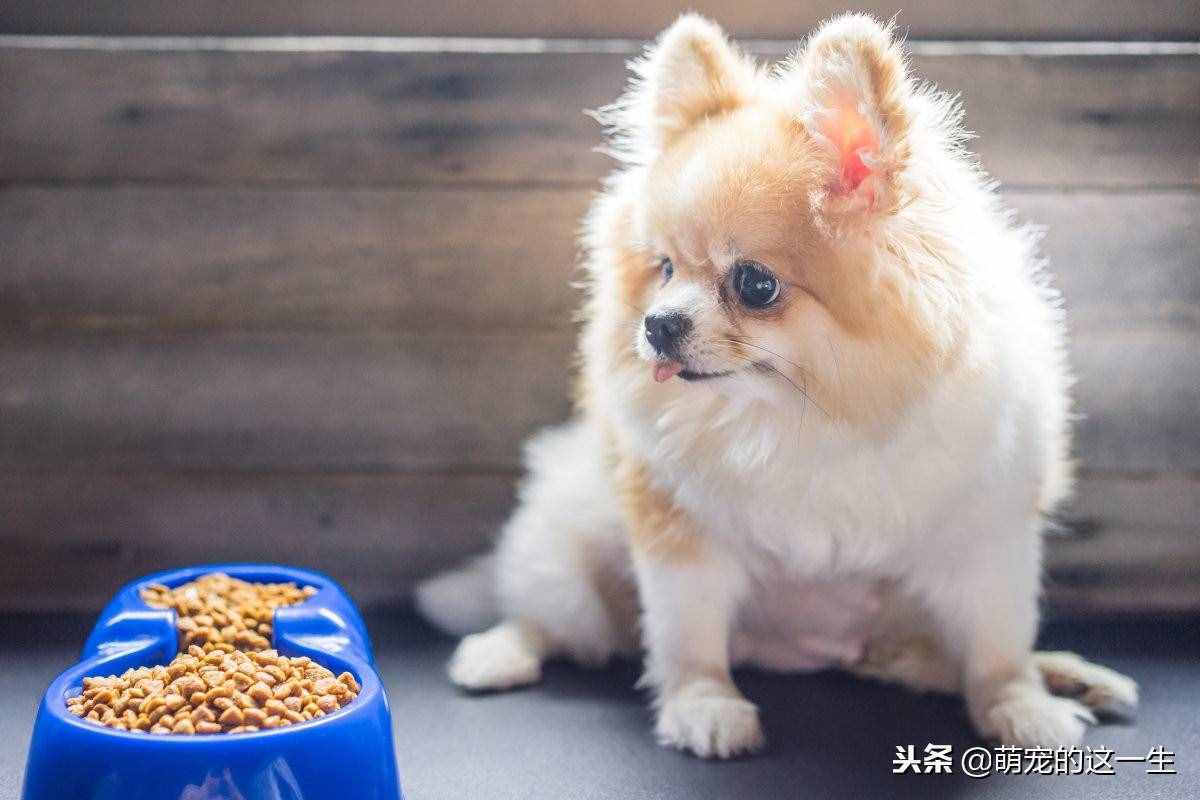 博美這么可愛的狗狗，想養(yǎng)一只？那你知道如何正確的照顧它嗎？