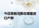今日更新河豚在哪里進行產(chǎn)卵