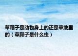 草爬子是動(dòng)物身上的還是草地里的（草爬子是什么蟲）