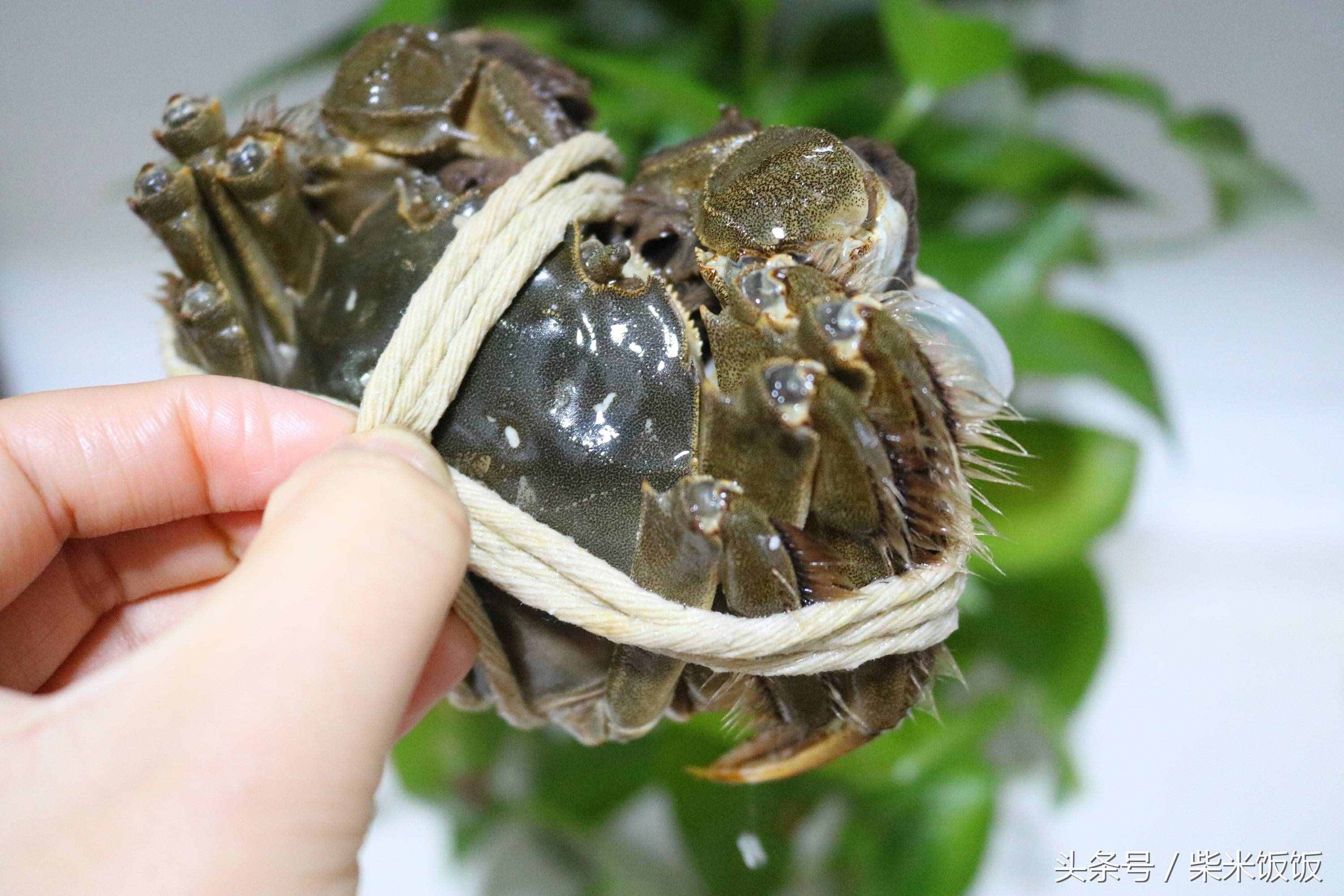 大閘蟹怎么洗？怎么蒸？怎么吃？這三點很多人都做錯了！