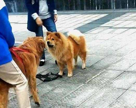 金毛溫順沒錯，可它的溫順只給人類，對同類卻毫不留情